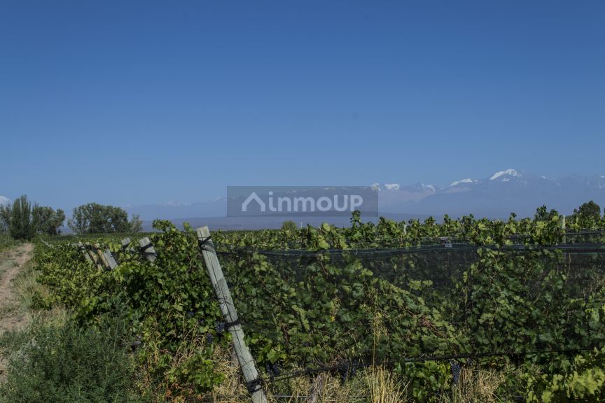 Bodega en Venta en Lujan de Cuyo, Mendoza