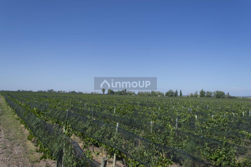 Bodega en Venta en Lujan de Cuyo, Mendoza