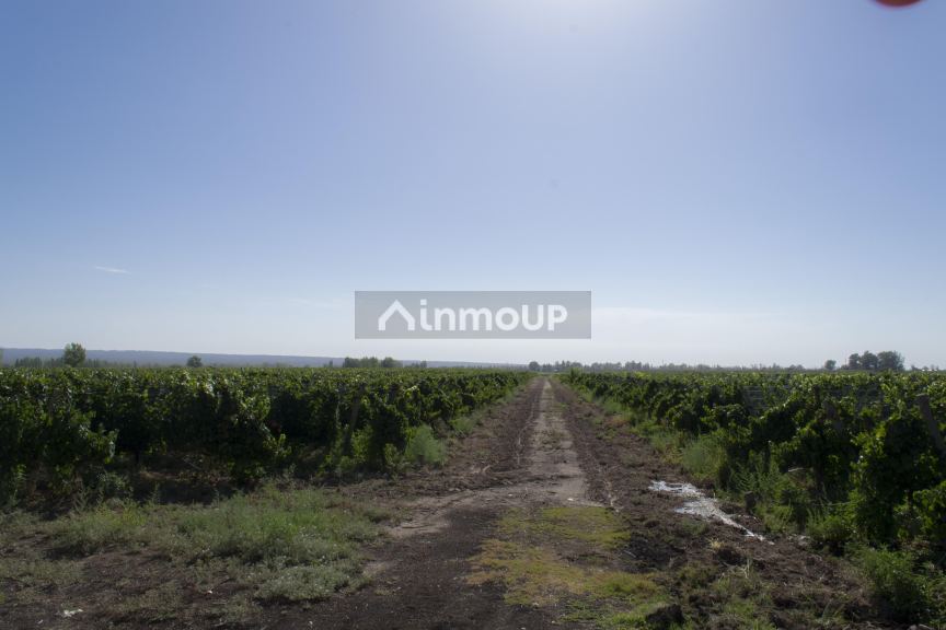 Bodega en Venta en Lujan de Cuyo, Mendoza