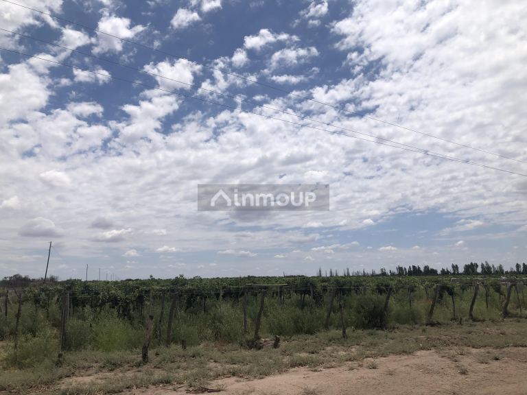 Campo en Venta en Lavalle, Mendoza