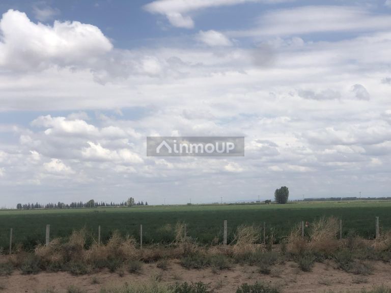Campo en Venta en Lavalle, Mendoza