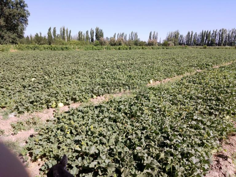 Finca en Venta en Lavalle, Mendoza