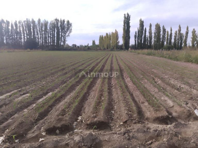Finca en Venta en Lavalle, Mendoza