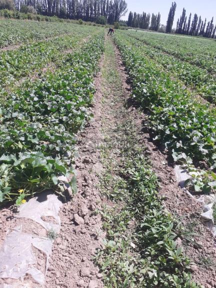 Finca en Venta en Lavalle, Mendoza
