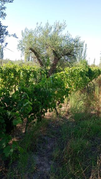 Lote en Venta en Maipu, Mendoza