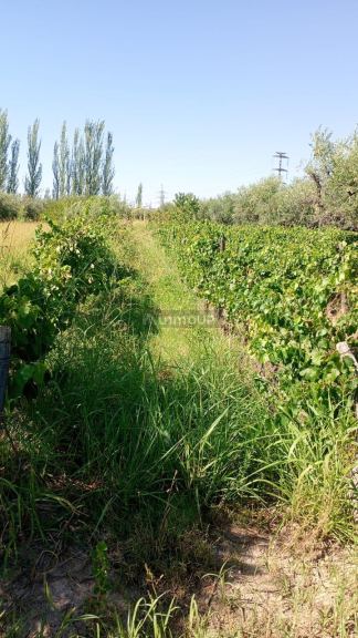 Lote en Venta en Maipu, Mendoza