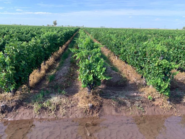 Finca en Venta en Maipu, Mendoza