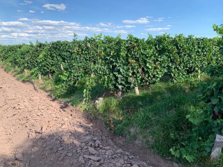 Finca en Venta en Maipu, Mendoza