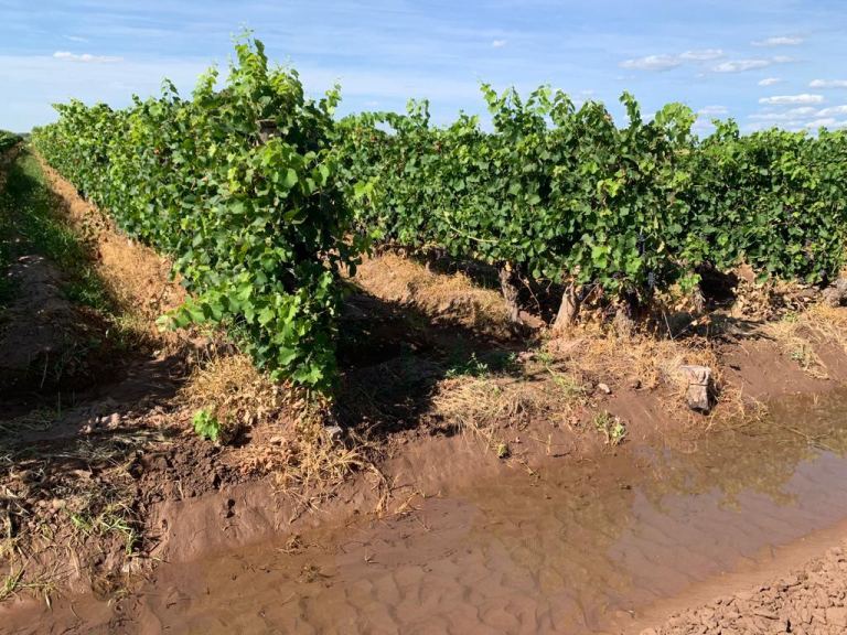Finca en Venta en Maipu, Mendoza