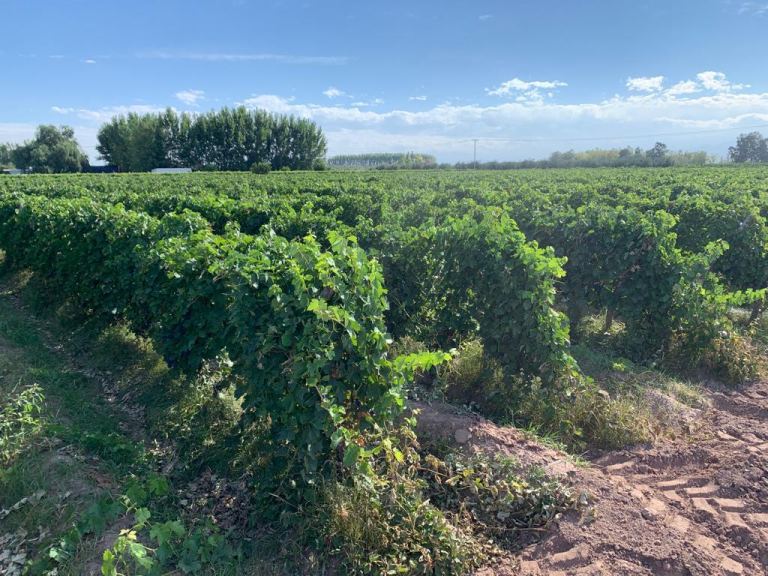 Finca en Venta en Maipu, Mendoza