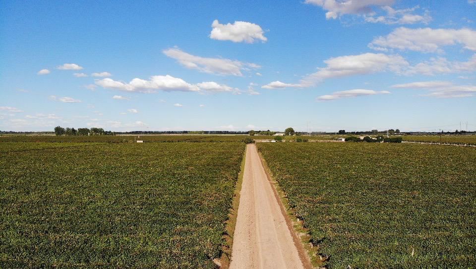 Finca en Venta en Maipu, Mendoza
