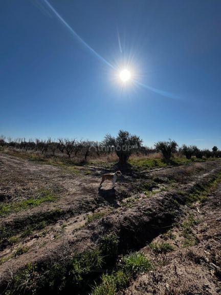 Finca en Venta en Maipu, Mendoza