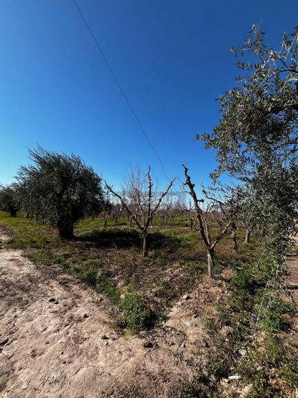Finca en Venta en Maipu, Mendoza