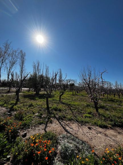 Finca en Venta en Maipu, Mendoza