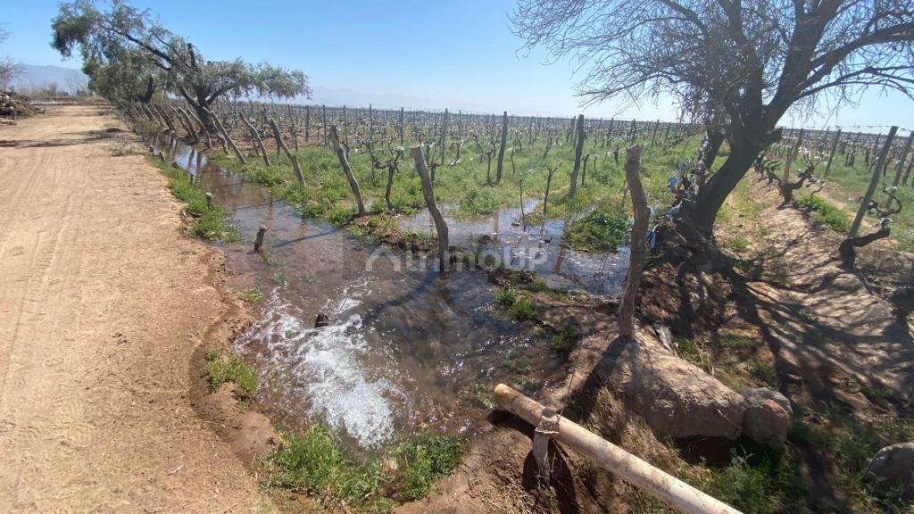 Finca en Venta en Lavalle, Mendoza