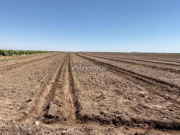 Finca en Venta en Lavalle, Mendoza