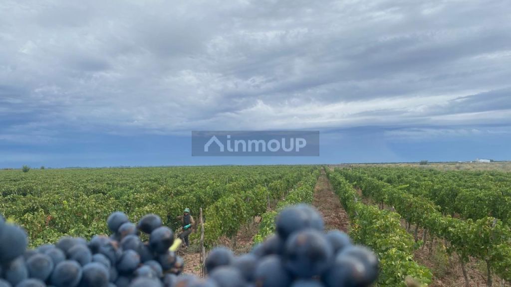 Finca en Venta en Lavalle, Mendoza