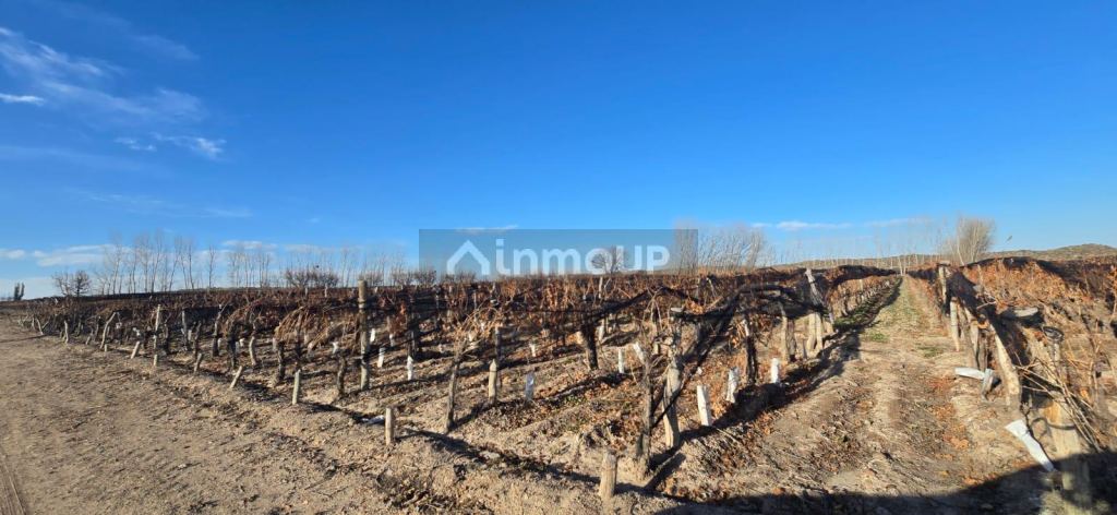 Finca en Venta en Lujan de Cuyo, Mendoza