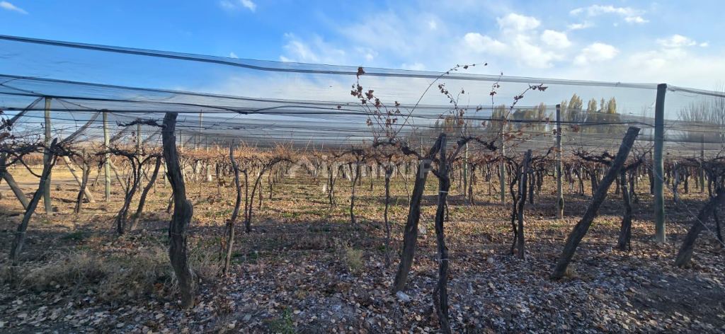 Finca en Venta en Lujan de Cuyo, Mendoza