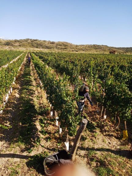 Finca en Venta en Lujan de Cuyo, Mendoza