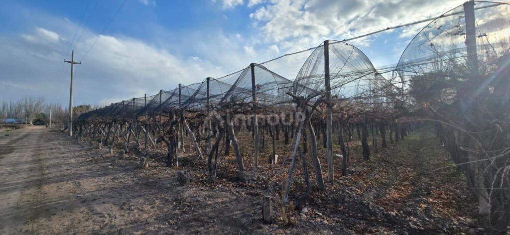 Finca en Venta en Lujan de Cuyo, Mendoza