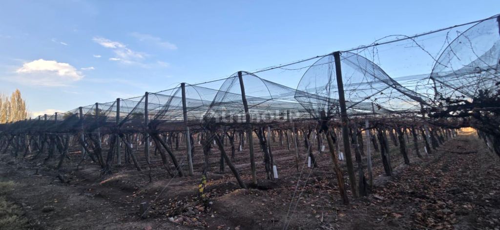 Finca en Venta en Lujan de Cuyo, Mendoza