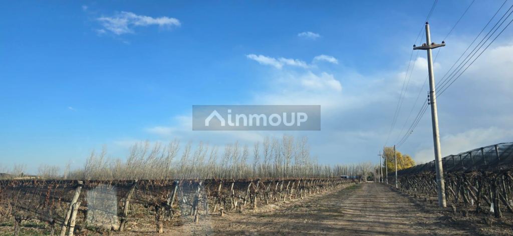 Finca en Venta en Lujan de Cuyo, Mendoza