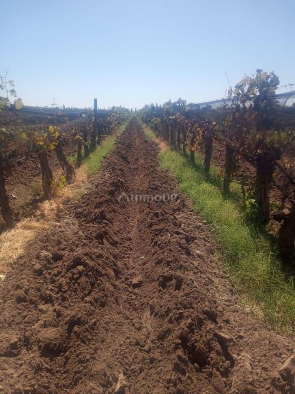 Finca en Venta en Lavalle, Mendoza