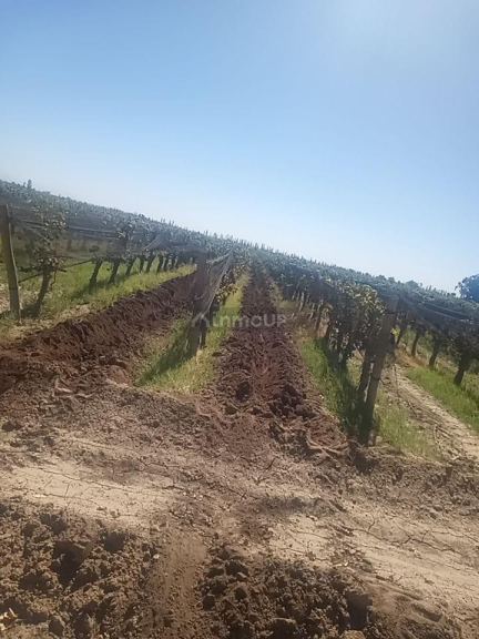 Finca en Venta en Lavalle, Mendoza