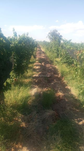 Finca en Venta en Lavalle, Mendoza