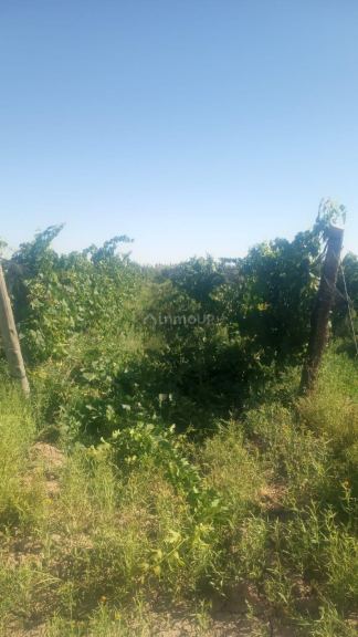 Finca en Venta en Lavalle, Mendoza