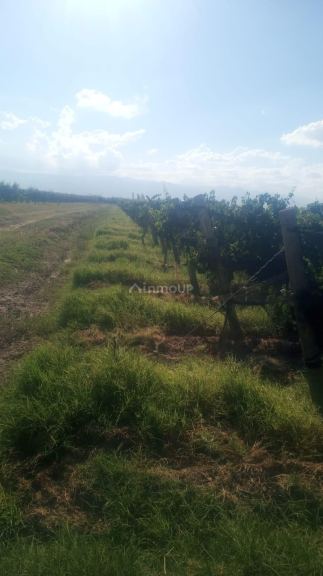 Finca en Venta en Lavalle, Mendoza