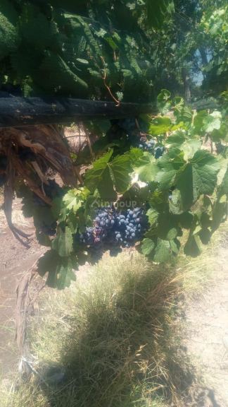 Finca en Venta en Lavalle, Mendoza