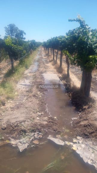 Finca en Venta en Lavalle, Mendoza