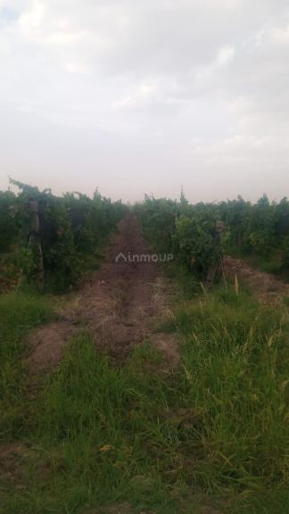 Finca en Venta en Lavalle, Mendoza