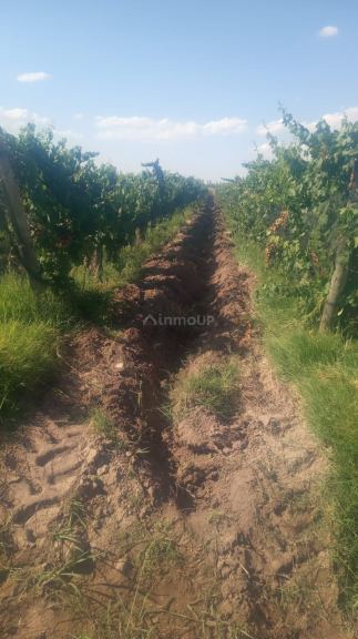 Finca en Venta en Lavalle, Mendoza