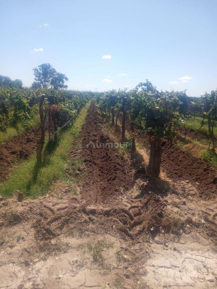 Finca en Venta en Lavalle, Mendoza