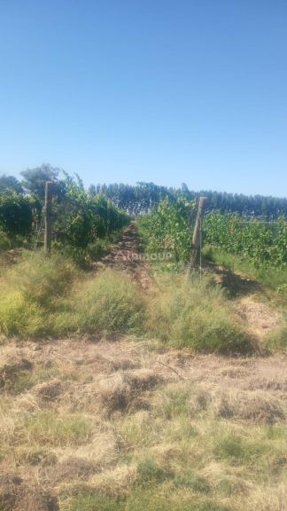 Finca en Venta en Lavalle, Mendoza