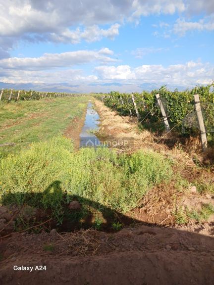Finca en Venta en Lavalle, Mendoza