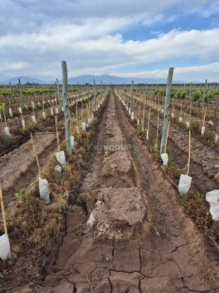 Finca en Venta en Lujan de Cuyo, Mendoza