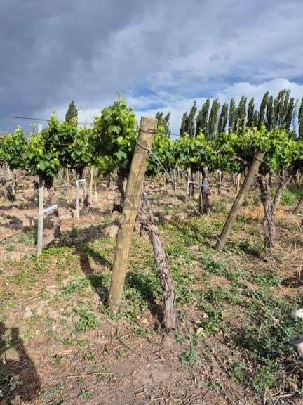 Finca en Venta en Lujan de Cuyo, Mendoza