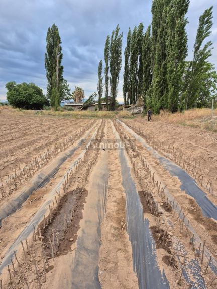 Finca en Venta en Lujan de Cuyo, Mendoza