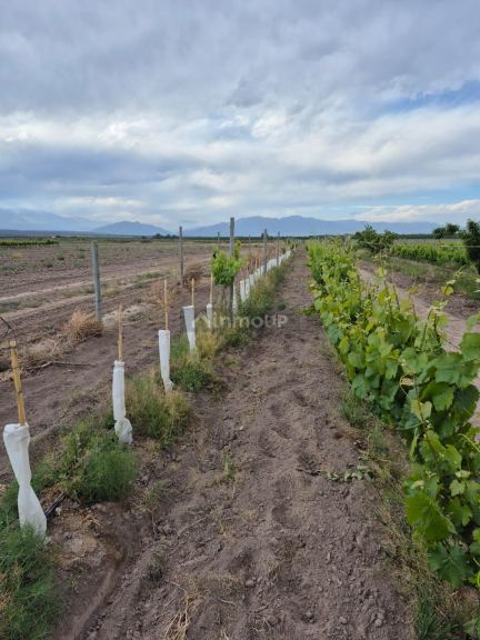 Finca en Venta en Lujan de Cuyo, Mendoza