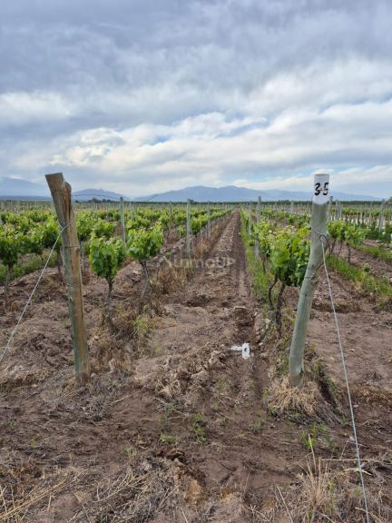 Finca en Venta en Lujan de Cuyo, Mendoza
