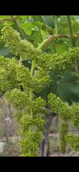 Finca en Venta en Lujan de Cuyo, Mendoza