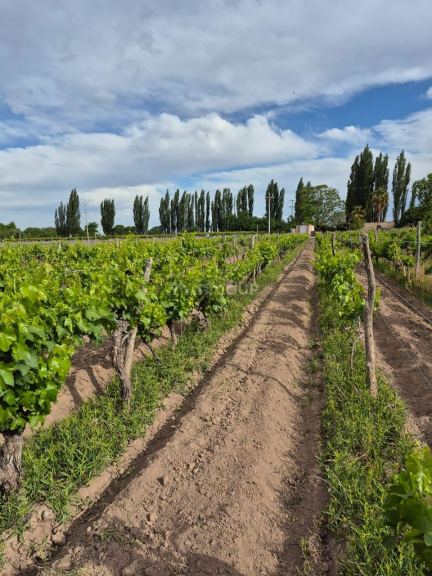 Finca en Venta en Lujan de Cuyo, Mendoza