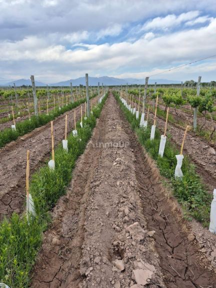Finca en Venta en Lujan de Cuyo, Mendoza