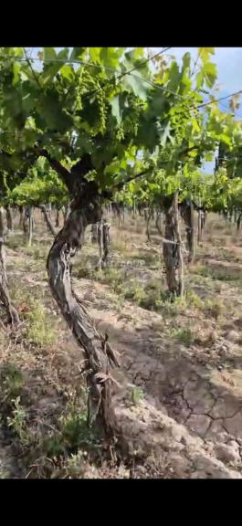 Finca en Venta en Lujan de Cuyo, Mendoza