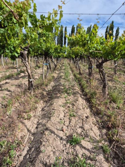 Finca en Venta en Lujan de Cuyo, Mendoza