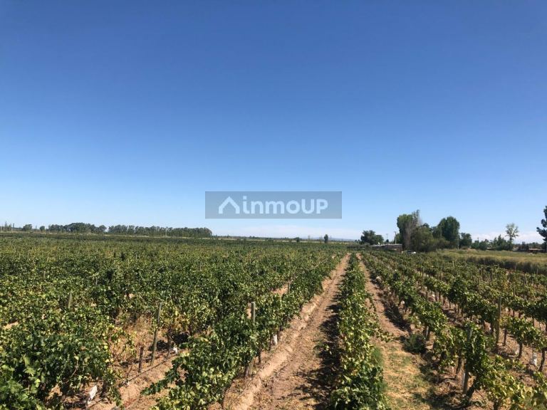 Finca en Venta en Las Heras, Mendoza